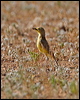 gibberbird_42116