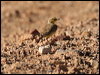 gibberbird_42118