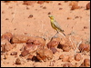 gibberbird_42167