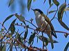 gilberts_honeyeater_215852
