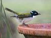 gilberts_honeyeater_216037