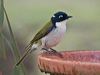 gilberts_honeyeater_216038