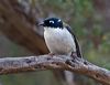 gilberts_honeyeater_216241