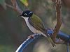 gilberts_honeyeater_216248
