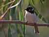 gilberts_honeyeater_216250