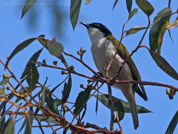 Gilbert's Honeyeater gilberts_honeyeater_215852.psd