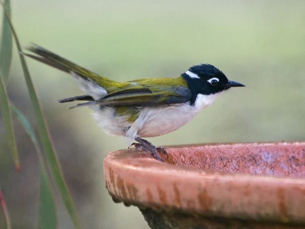Gilbert's Honeyeater gilberts_honeyeater_216037.psd