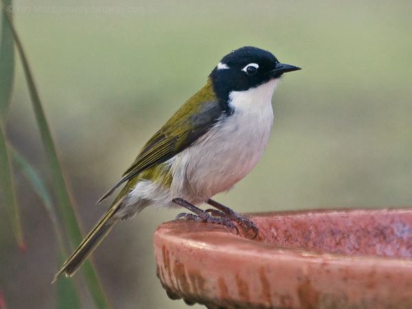 Gilbert's Honeyeater gilberts_honeyeater_216038.psd