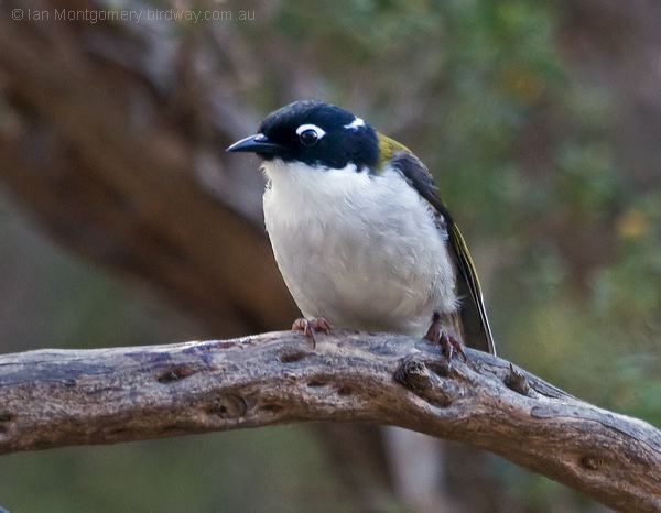 Gilbert's Honeyeater gilberts_honeyeater_216241.psd