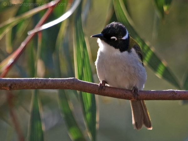Gilbert's Honeyeater gilberts_honeyeater_216250.psd