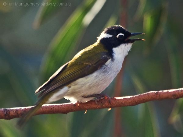 Gilbert's Honeyeater gilberts_honeyeater_216253.psd