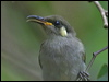 graceful_honeyeater_04166