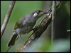 graceful_honeyeater_04173