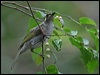 graceful_honeyeater_04181