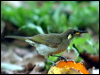 graceful_honeyeater_30429