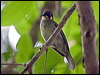 graceful_honeyeater_6c181ec
