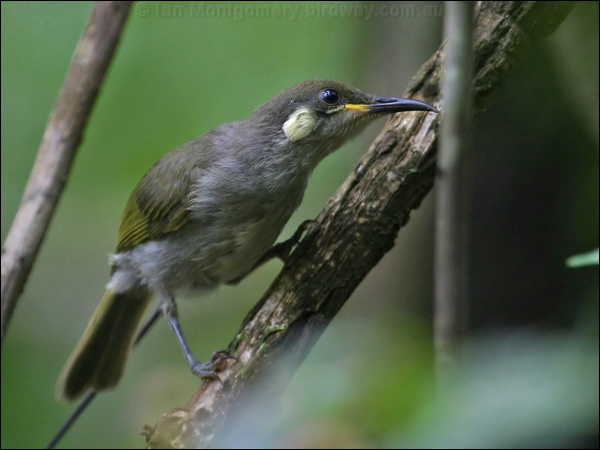 Graceful Honeyeater graceful_honeyeater_04173.psd