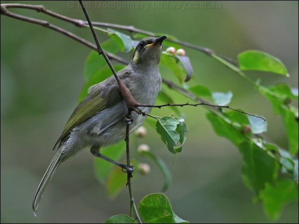 Graceful Honeyeater graceful_honeyeater_04181.psd
