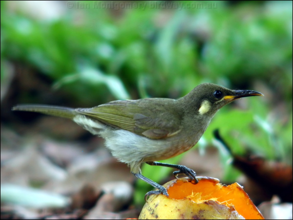 Graceful Honeyeater graceful_honeyeater_30429.psd
