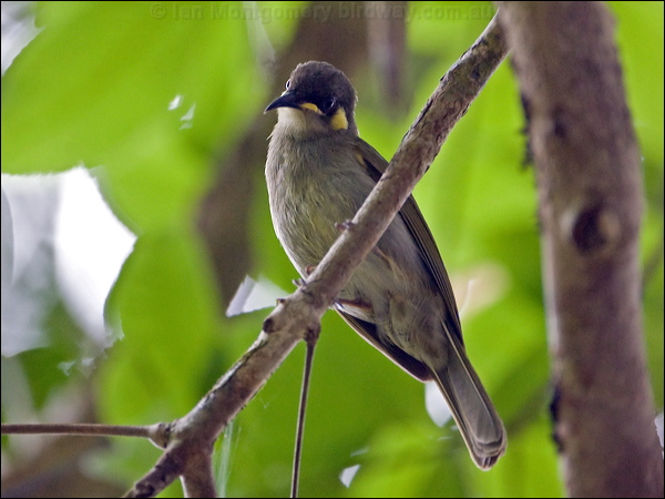 Graceful Honeyeater graceful_honeyeater_121141-2.psd