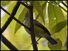 greenbackhoneyeater_121181