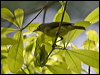 greenbackhoneyeater_121194