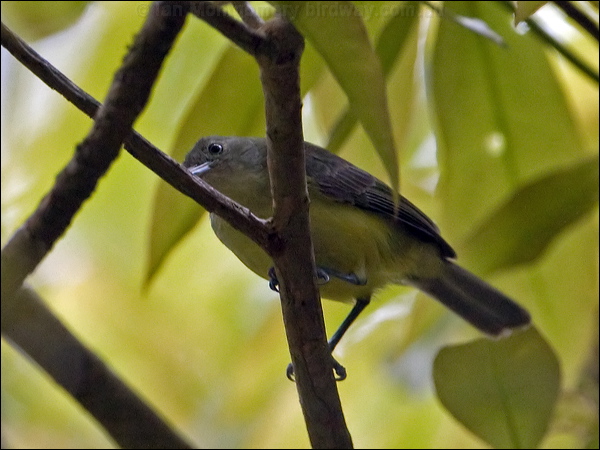 Green-backed Honeyeater greenbackhoneyeater_121182.psd