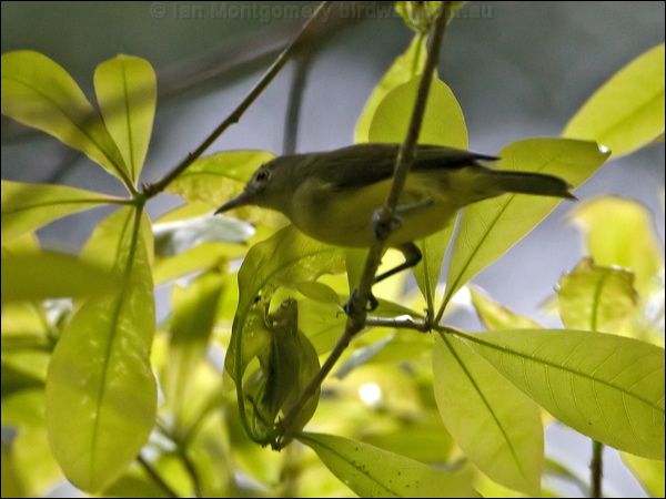 Green-backed Honeyeater greenbackhoneyeater_121194.psd