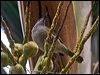 grey_ear_honeyeater_165169