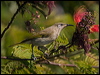 grey_ear_honeyeater_166620