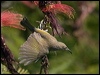 grey_ear_honeyeater_166624