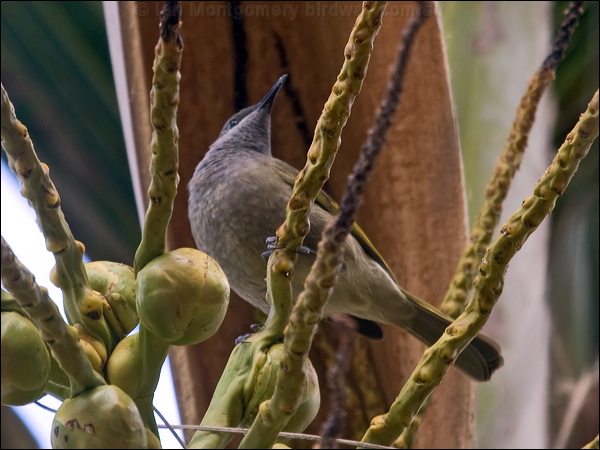 Grey-eared Honeyeater grey_ear_honeyeater_165169.psd