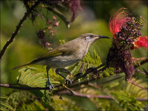 Grey-eared Honeyeater grey_ear_honeyeater_166620.psd
