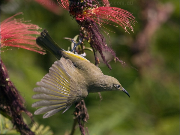 Grey-eared Honeyeater grey_ear_honeyeater_166624.psd