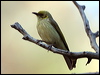 greyfronthoneyeater_33644