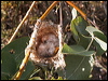 greyfronthoneyeater_34193