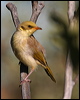 greyfronthoneyeater_34251