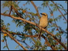 greyfronthoneyeater_80522