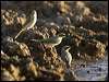 greyfronthoneyeater_80531