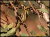 greyfronthoneyeater_80622