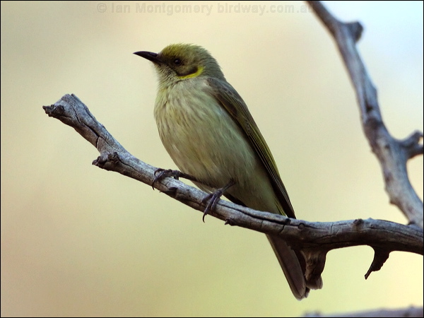 Grey-fronted Honeyeater greyfronthoneyeater_33644.jpg