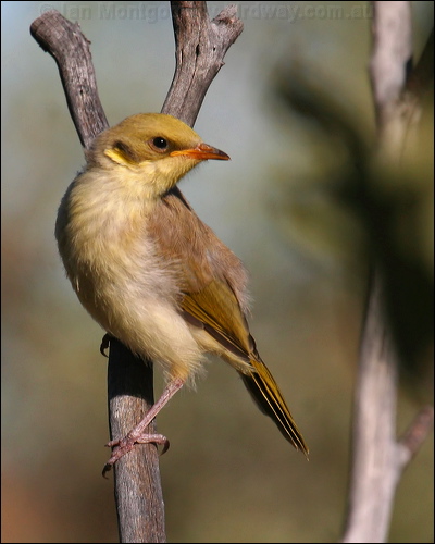 Grey-fronted Honeyeater greyfronthoneyeater_34251.jpg