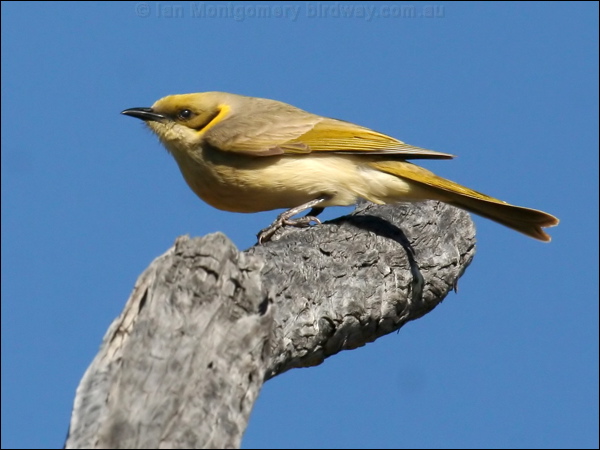 Grey-fronted Honeyeater greyfronthoneyeater_34265.jpg