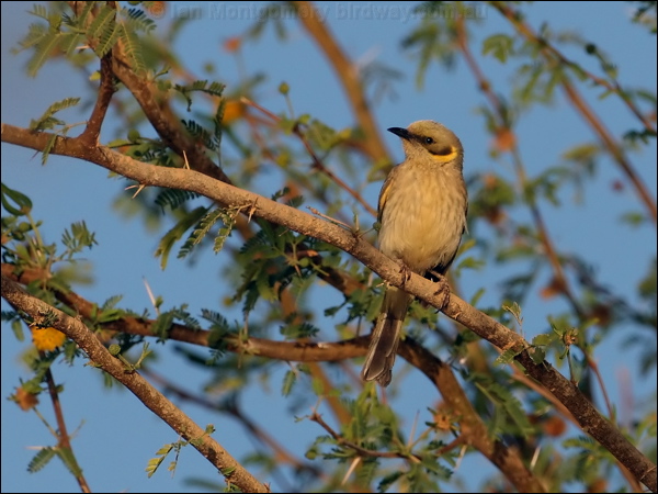 Grey-fronted Honeyeater greyfronthoneyeater_80522.jpg