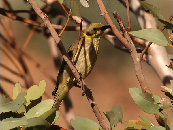 Grey-fronted Honeyeater greyfronthoneyeater_80622.jpg
