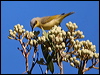 greyhead_honeyeater_33205