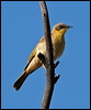 greyhead_honeyeater_34188