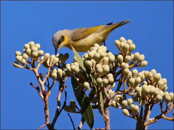 Grey-headed Honeyeater greyhead_honeyeater_33205.psd