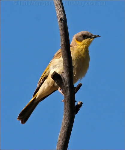 Grey-headed Honeyeater greyhead_honeyeater_34188.psd