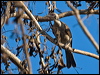 helmeted_friarbird_91084